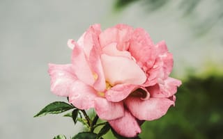 Картинка Роза, Растения, Макрос, Крупным планом, цветы, капли воды