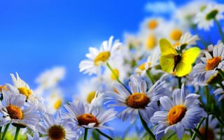 Картинка цветы, макро, голубое небо, ромашки, бабочка