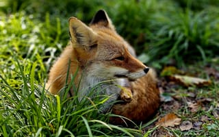 Картинка Fox Red Fox, Трава, на открытом воздухе, Животные, природа