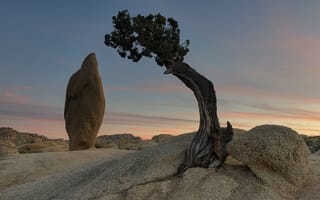 Картинка Национальный парк Джошуа-Три, Juniper tree, сосны, Калифорния, закат солнца, пейзаж, Горная порода