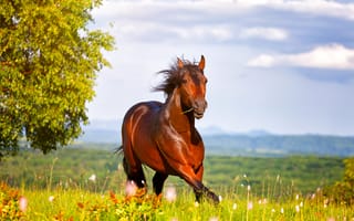 Картинка лошадь, лето, природа, красиво