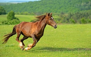 Обои лошадь, бег, трава