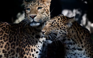 Картинка животные, двое, леопарды