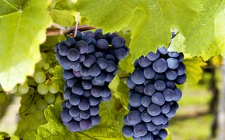 Картинка осень, виноград, молдова