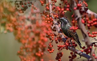 Картинка природа, птицы мира, макро фото тема
