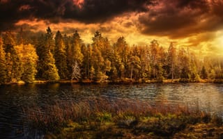 Картинка природа, птица, осень, озеро, швейцария, лес