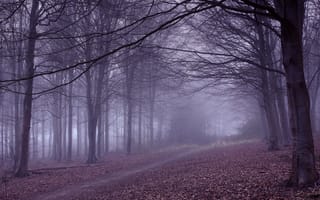 Картинка природа, осень, тропа, ветки, деревья, сиреневый туман, туман