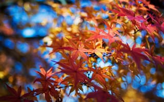 Обои природа, осень, клён, листья