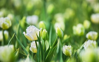 Картинка цветы, Весна, макро, тюльпаны