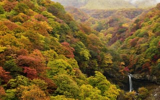 Картинка природа, лес, водопад, осень
