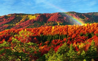 Картинка природа, закарпатье, осень, радуга, карпаты, лес