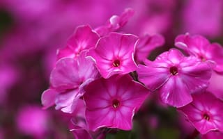 Картинка цветок, петуния, розовый, флоксы