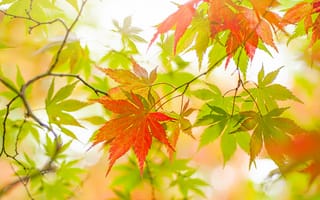 Картинка осень, свет, японский клен, листья, ветка, клён, дерево