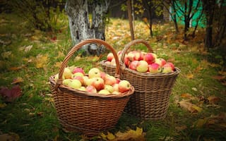 Картинка осень, корзины, яблоки, сад