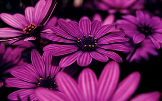 Картинка цветы, макро, фиолетовый, сиреневый