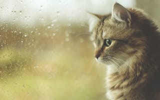 Картинка осень, котэ, капли, дождь, окно, кот, котенок