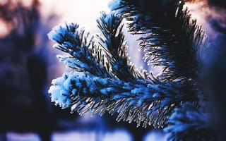 Картинка макро, дерево, снег, покрыл