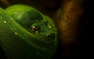 Картинка зеленая, чешуя, змея