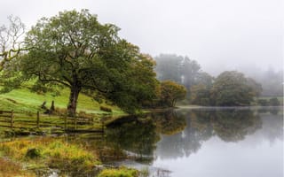 Картинка природа, дерево, озеро, туман