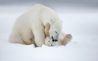 Картинка снег, игра, пара, профи, белый медведь, позитив, Зима