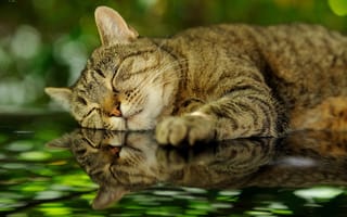 Картинка giovanni zacche, кошка, кот, отражение, спит, боке