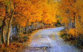 Обои деревья, дорога, осень, листья