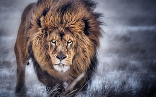 Картинка хищник, лев
