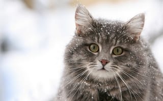 Картинка снег, cat, пушистик, кот, pussy, eyes, snow, кошка, глаза