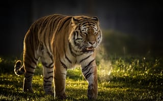 Картинка трава, животные, тигр