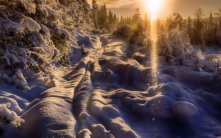 Картинка лес, снег, солнце, Зима, сугробы