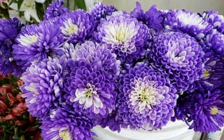 Картинка цветы, фиолет, белый, хризантемы