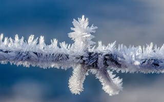 Картинка природа, провод, зимой, колючая проволока, иней, формирования кристалла