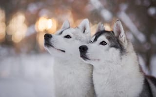 Картинка хаски, Зима, собаки