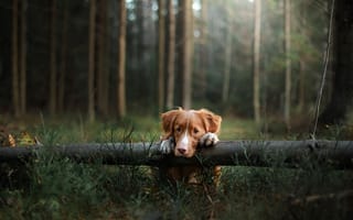 Картинка лес, новошотланский ретривер, собака, грусть, анна аверьянова