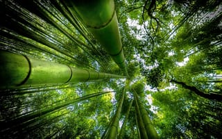 Картинка природа, бамбук