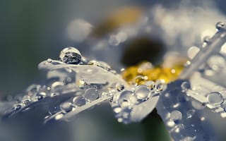 Обои цветок, дождь, капли
