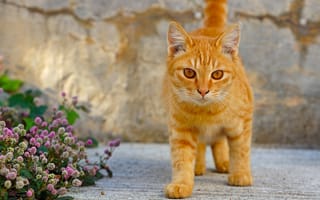 Картинка кот, рыжий кот