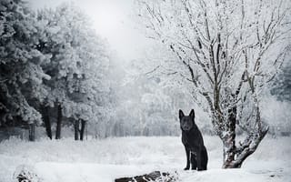 Картинка снег, Зима, немецкая овчарка