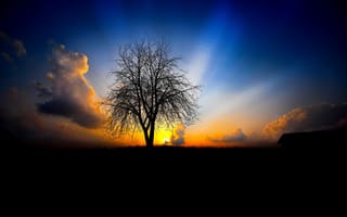 Картинка закат, природа, вечер, свет, лучи, дерево, небо, облака