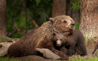 Картинка природа, медведи