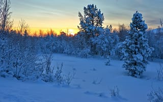 Обои закат, норвегия, nordli, norway, hedmark fylke, кусты, Зима, деревья, снег, хедмарк