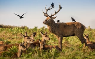 Картинка птицы, олень, семья, рога, вороны, олени