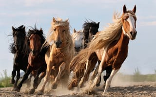 Картинка лошади, красиво, кони, табун