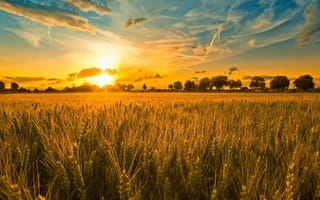 Картинка природа, лето, пшеница