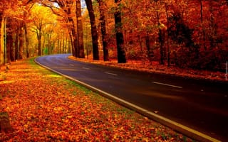 Картинка деревья, осень, дорога