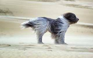 Картинка собака, фелл, ветер, песок