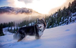 Картинка хаски, Зима, лес, природа, горы, облака, животное, собака, туман, снег, пес