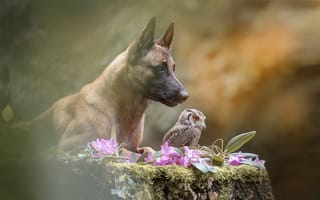 Картинка сова, овчарка, пень, цветы, природа, животные, собака, пес
