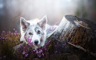 Обои природа, пень, цветы, собака, пес