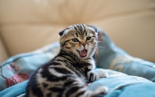 Картинка котенок, подушки, животное